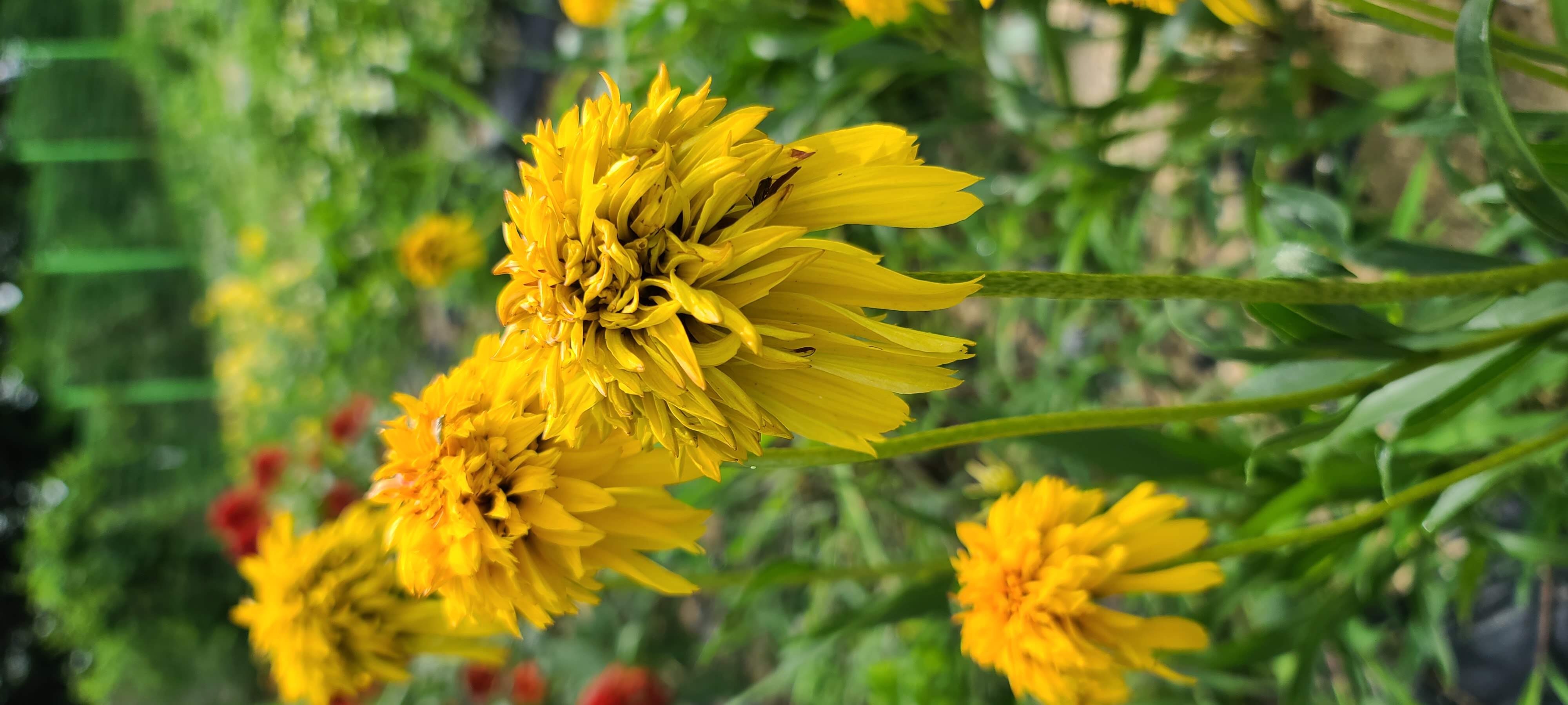Echinacea purpurea 'Pineapple Sundae'